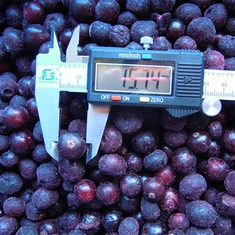 Zamroź czarne porzeczki